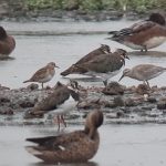 Pectoral Sandpiper and Knot, London Wetland Centre (J Klavins).