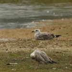 Yellow-legged Gull, Beddington Farmlands (A Ramesh).