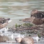Pectoral Sandpiper, London Wetland Centre (J Klavins).