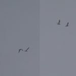 Curlews, Leith Hill (M Davis).