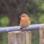 Wheatear, Newchapel (K Noble).