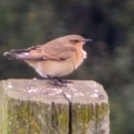 Wheatear, Newchapel (K Noble).
