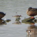 Pectoral Sandpiper, London Wetland Centre (J Anderson).