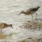 Ruff, Beddington Farmlands (C Owens).