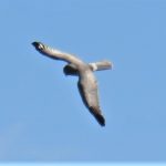 Hen Harrier, Thursley Common (D Smith).