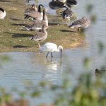 Spoonbill, Holmethorpe SP (G Hay).