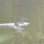 Garganey, Holmethorpe SP (G Hay).