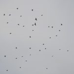 Redwings, Holmethorpe SP (G Hay).