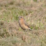 Wheatear, Godstone (G Hay).