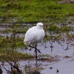 Cattle Egret, London Wetland Centre (J Norris).