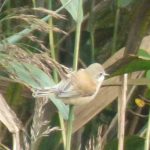 Penduline Tit, Beddington Farmlands (Z Pannifer).