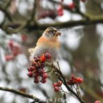 Brambling, Leith Hill (R Clark).