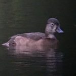 Ring-necked Duck, Reigate (M Phelps).