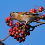 Brambling, Leith Hill (M Davis).
