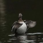 Ring-necked Duck, Reigate (M Leitch).