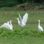 Cattle Egrets, Esher (C Turner).