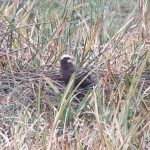 Marsh Harrier, London Wetland Centre (J Klavins).