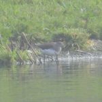 Green Sandpiper, Island Barn Reservoir (J Snell).