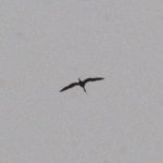 Glossy Ibis, Clandon Wood (M Phelps).