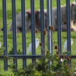 Cattle Egrets, Esher (J Snell).