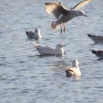 Iceland Gull, Holmethorpe SP (G Hay).