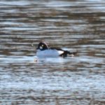 Goldeneye, Mercers CP (G Hay).