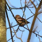 Hawfinch, Effingham Forest (G Hay).