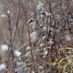 Dartford Warbler, Godalming (E Stubbs).