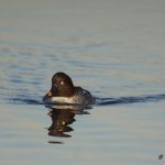 Goldeneye, London Wetland Centre (S Patel).