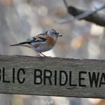 Brambling, Sheepleas (R Clark).