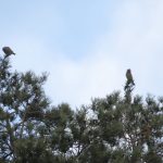 Crossbills, Blackheath (K Britten).