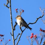 Brambling, Leith Hill (J Snell).