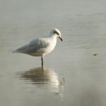 Mediterranean Gull, Beddington Farmlands (A Ramesh).
