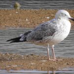 Caspian Gull, Beddington Farmlands (A Treip).