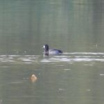 Scaup, Thorpe Park (J Snell).