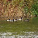 Scaup and Tufted Duck (S Ferguson).