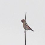 Hawfinch, Effingham Forest (D Young).