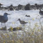 Black-tailed Godwit, Beddington Farmlands (D Warren).