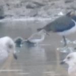 Dunlin, Beddington Farmlands (D Warren).