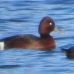 Ferruginous Duck, Thorpe Park (J Snell).