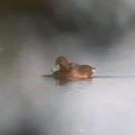 Ferruginous Duck, Thorpe Park (J Klavins).