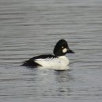 Goldeneye, Longside Lake (J Snell).