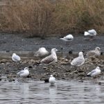 Caspian Gull, Beddington Farmlands (P Alfrey).