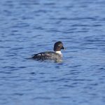Goldeneye, London Wetland Centre (E Stubbs).