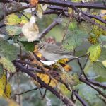 Siberian Chiffchaff, Cranleigh SF (E Stubbs).