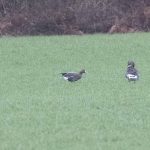 White-fronted Goose, Loseley (E Stubbs).