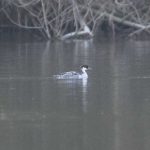 Smew, Thorpe Park (E Stubbs).