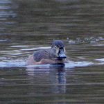 Ring-necked Duck, Reigate (B Clough).