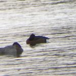 Ferruginous Duck, Thorpe Park (S Thompson).