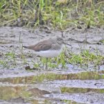 Green Sandpiper, Weybourne (J Hunt).